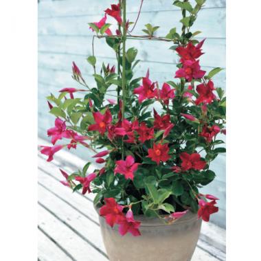 【母の日ギフト】サンパラソル(レッド)