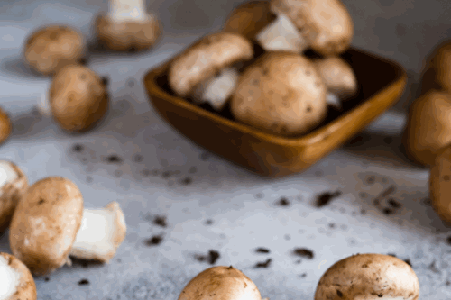 今、日本のグルメが大注目するBC州産の松茸を収穫して直行で届けします